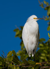 Egret 2 in Mangroves 