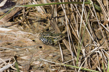 Northern Green Frog