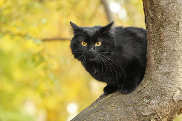 Cute black cat on tree in autumn park