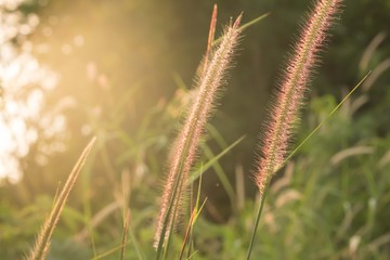 Closeup grass during sunset