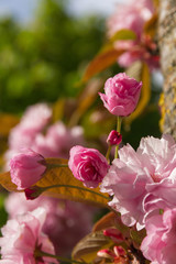  Flor de Cerezo Japonés Prunus