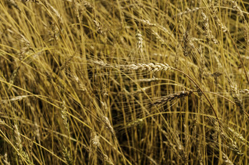 Wheat in the Wind