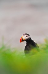 Papageitaucher/ Puffin (Fratercula arctica) steht im Gras auf Steilküste, Reynisfjall, Vík í...