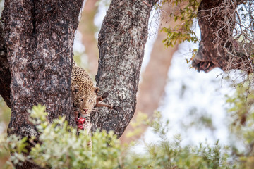 Leopard in a tree with a Zebra kill.