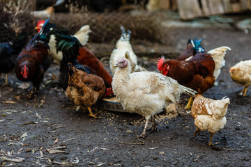 Домашние куры и петухи на подворье
