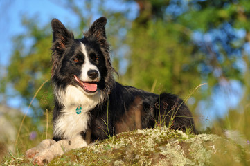 Border Collie sitzt auf einen Stein