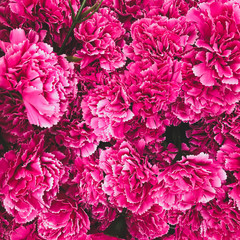Obraz premium pink flowers background