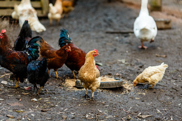 Домашние куры и петухи на подворье