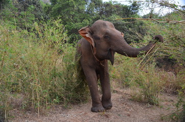 Fototapeta na wymiar Asian Elephant Eating Bamboo, Cambodia