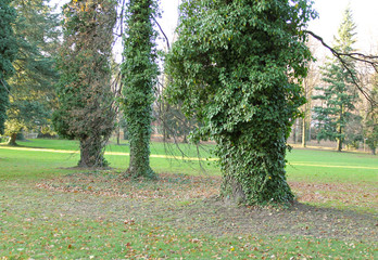 several big old trees with trunks covered with viny ivy