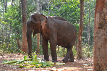 Fototapeta na wymiar Asian Elephant Eating Banana Leaves in the Forest, Cambodia