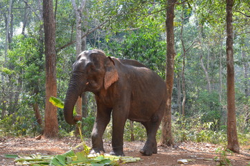 Fototapeta premium Asian Elephant Eating Banana Leaves in the Jungle, Cambodia