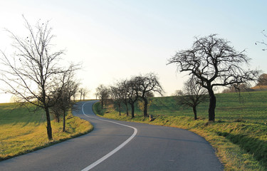 waving road leading between the two rows of bare apple and cherry trees in the autumn in the evening light