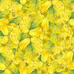 seamless background pattern texture of  huge leaves of poplar