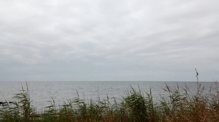 Un fin rideau de roseau face à l'océan.