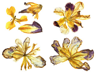 application of  pressed multicolored iris