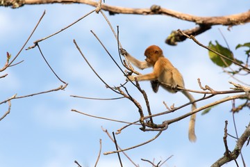 Proboscis monkey in borneo jungle
