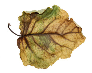 dried crumpled leaves of poplar