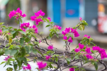 Obraz premium Pink bougainvillea in a garden