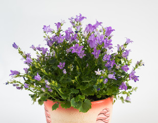 campanula in pot on a light background