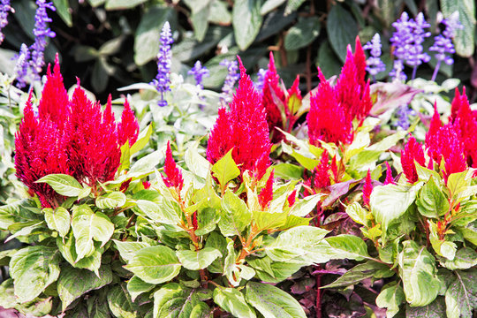 Beautiful red celosia spicata flowers in the garden