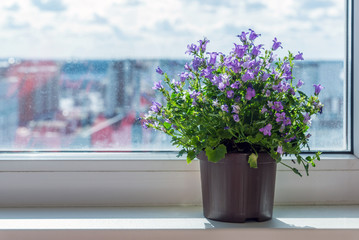 campanula in pot standing on windowsill