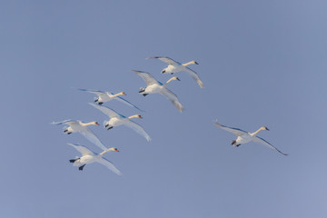 Whooper Swan (Cygnus cygnus) in winter