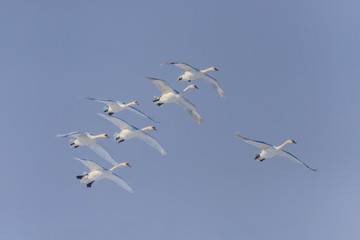 Whooper Swan (Cygnus cygnus) in winter