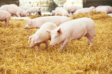 young piglet on hay at pig farm