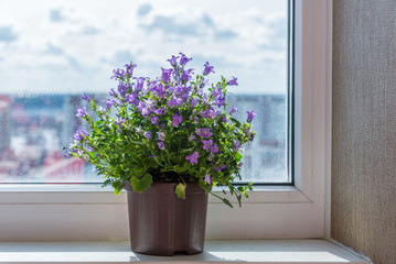 campanula in pot standing on windowsill