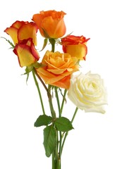 posy of multicolor roses close up isolated