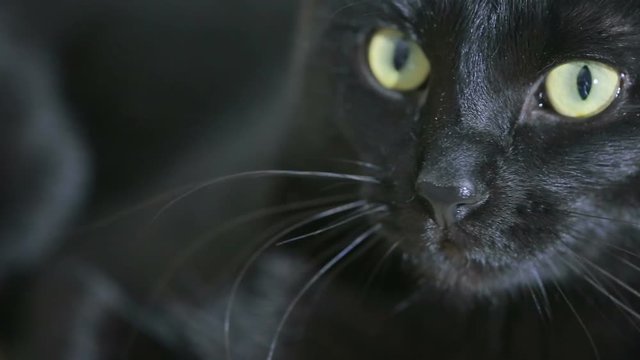 black cat close up