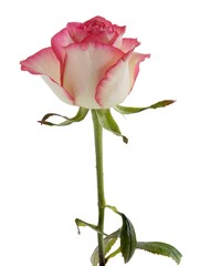 pink and white rose isolated
