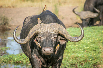 Starring Buffalo with Red-billed oxpeckers.