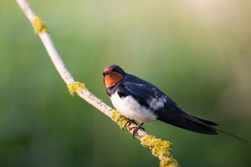 Barn-Swallow
