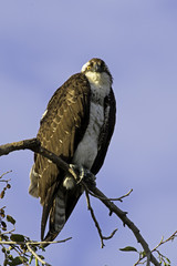 Bird osprey ayt tree top overlooking Los Angeles River
