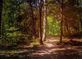 Obraz premium Idyllic path in the forrest
