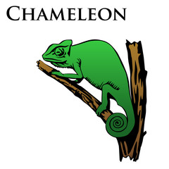 colored chameleon vector illustration