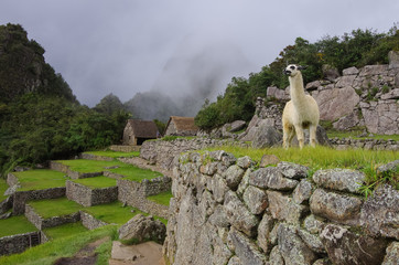 Alpaca ( lama ) in  Machu Picchu, Peru, UNESCO World Heritage Site. One of the New Seven Wonders of the World © smoke666