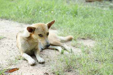 Dog is lying in the meadow