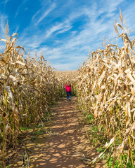 Child walking in a corn maze under blue sky