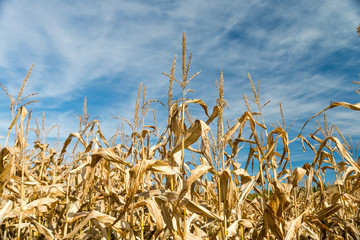 Dry corn with blue sky