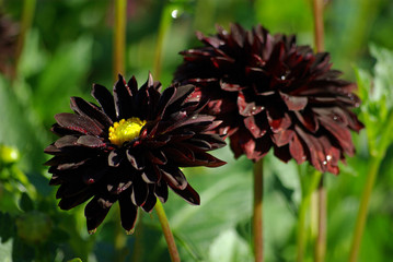 Dahlia noir à coeur jaune en été, parc floral Paris