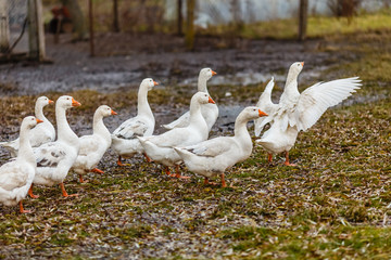 Белые гуси на лугу