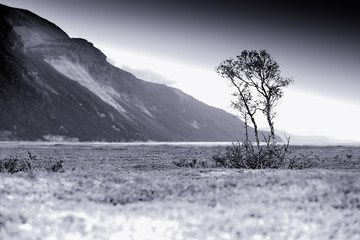 Dramatic black and white lonely tree background