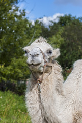 White camel on the green grass 