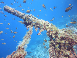 Scuba diving. sunken ship