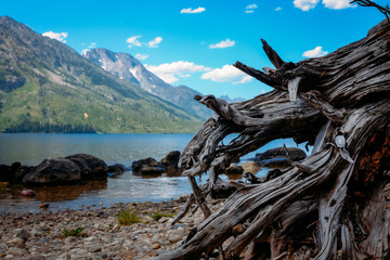 Fototapeta na wymiar Jenny Lake, Bridger - Teton National Forest, Wyoming