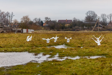Белые гуси летят над лугом © vasilaleksandrov