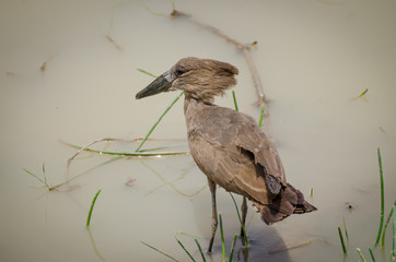 Exotic African Hamerkop bird feeding in brown water of National Park waterhole